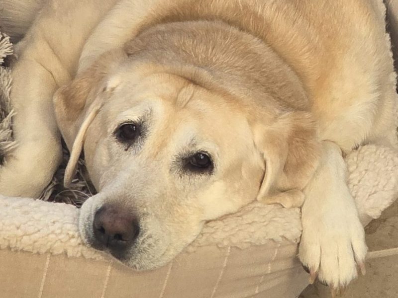What My Dogs Teach Me About&nbsp;PX