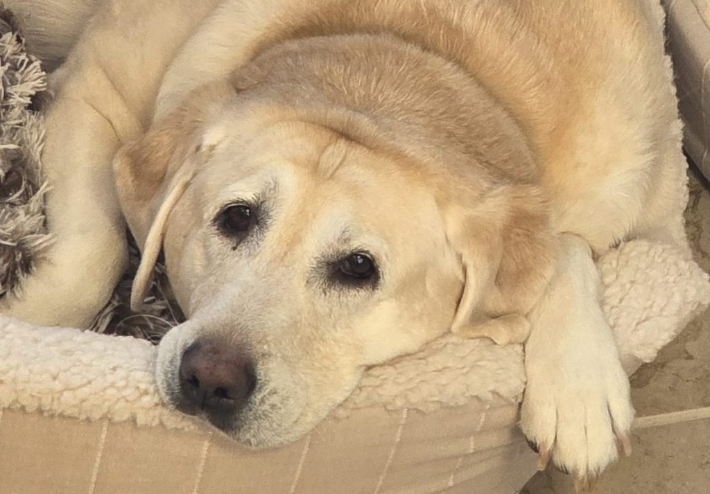 What My Dogs Teach Me About PX
